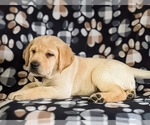 Small Photo #4 Labrador Retriever Puppy For Sale in LITITZ, PA, USA