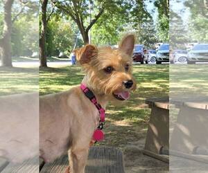 Silky Terrier-Unknown Mix Dogs for adoption in Rochester, NY, USA