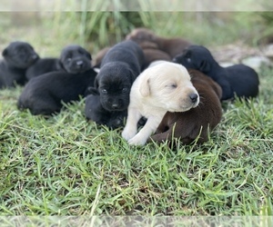 Labrador Retriever Puppy for Sale in REIDSVILLE, Georgia USA