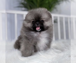 Pomeranian Puppy for sale in CHINO HILLS, CA, USA