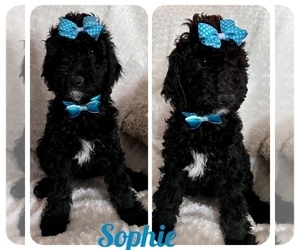 Sheepadoodle Puppy for sale in FONTANA, CA, USA