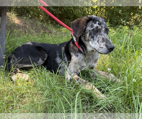 Medium Photo #3 Catahoula Leopard Dog-Unknown Mix Puppy For Sale in Wetumpka, AL, USA