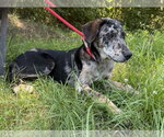 Small #2 Catahoula Leopard Dog Mix