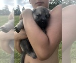 Small Photo #2 German Shepherd Dog Puppy For Sale in BLMGTN, IN, USA