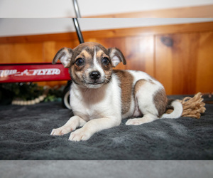 Medium Chihuahua