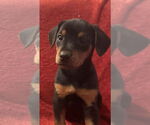Small #1 Doberman Pinscher Mix