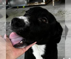 Collie-Retriever  Mix Dogs for adoption in Yardley, PA, USA