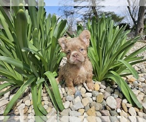 French Bulldog Puppy for sale in INDIANAPOLIS, IN, USA