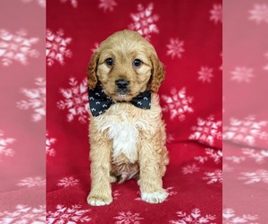 Cocker Spaniel-Poodle (Miniature) Mix Puppy for sale in CHRISTIANA, PA, USA