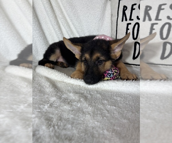 Medium Photo #2 German Shepherd Dog Puppy For Sale in GREENFIELD, IN, USA