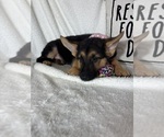 Small #1 German Shepherd Dog