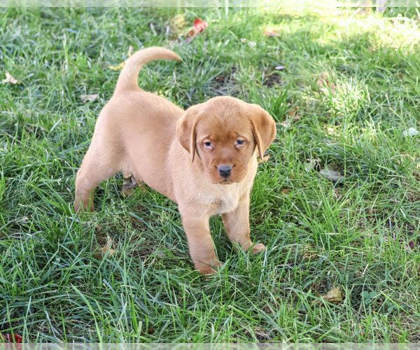Medium Photo #3 Labrador Retriever Puppy For Sale in SYRACUSE, IN, USA