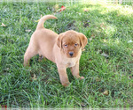 Ramona - Female Labrador Retriever Puppy for Sale - Photo #3