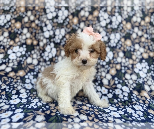 Medium Photo #6 Cavapoo (Miniature) Puppy For Sale in LAKELAND, FL, USA