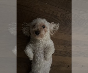 Mother of the Poodle (Toy) puppies born on 07/16/2025