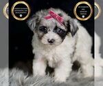 Small Photo #70 Morkie Puppy For Sale in WARSAW, IN, USA