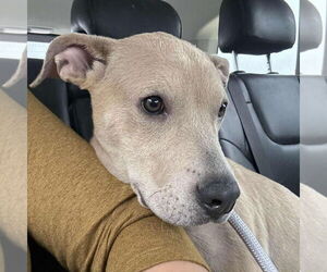 Medium Labrador Retriever Mix