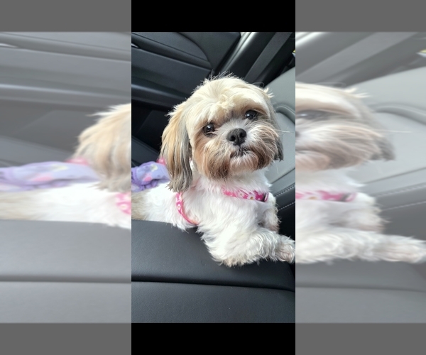 Medium Photo #1 Shih Tzu Puppy For Sale in XENIA, OH, USA