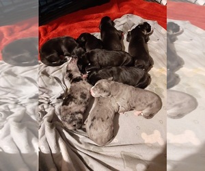 Great Dane Puppy for sale in NEW KENSINGTON, PA, USA