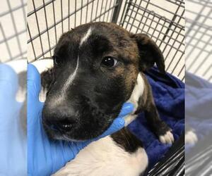 Labrador Retriever Dogs for adoption in Conroe, TX, USA