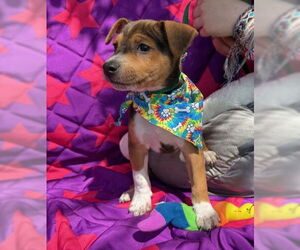 Labrador Retriever-Rat Terrier Mix Dogs for adoption in Warrenton, VA, USA