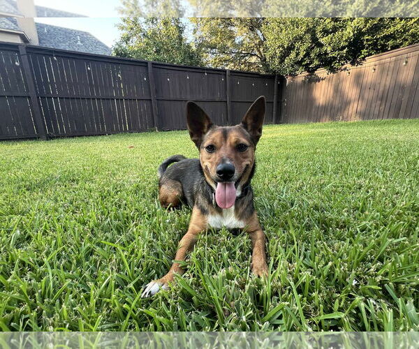 Medium Photo #1 Mutt Puppy For Sale in Dallas, TX, USA