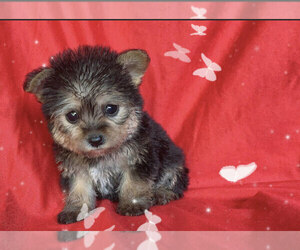 Maltese-Morkie Mix Puppy for sale in SAN FRANCISCO, CA, USA