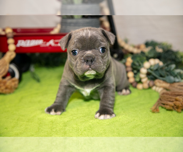 Medium Photo #1 Faux Frenchbo Bulldog Puppy For Sale in FRESNO, OH, USA