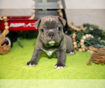 Puppy Vinny Faux Frenchbo Bulldog