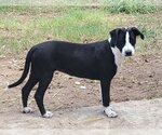 Small Photo #4 Boxador Puppy For Sale in Spring, TX, USA