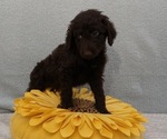 Puppy DMF B2 Labradoodle