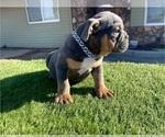 Small #1 English Bulldog