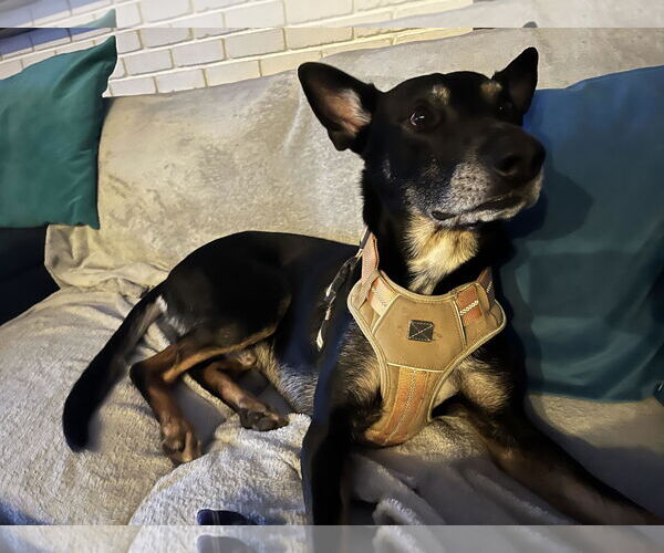Medium Photo #1 Australian Kelpie-German Shepherd Dog Mix Puppy For Sale in Hayward, CA, USA