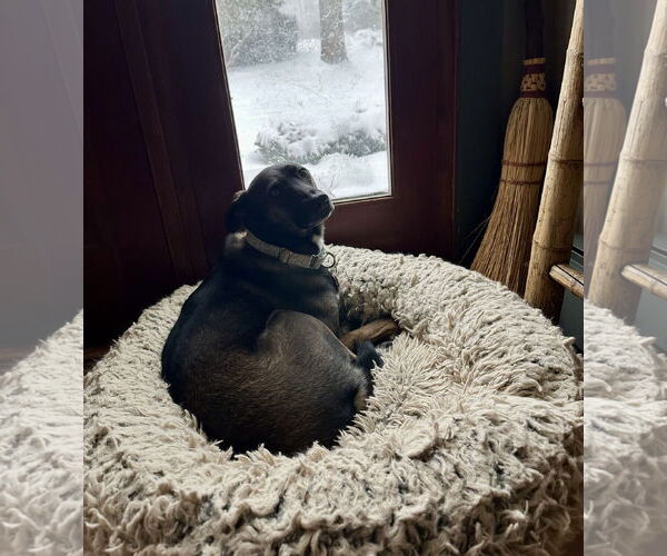 Medium Photo #3 Mutt Puppy For Sale in Wakefield, RI, USA