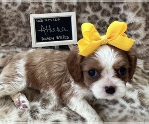 Cavalier King Charles Spaniel Puppy for sale in ABILENE, TX, USA