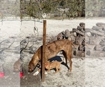 Small Photo #12 Rhodesian Ridgeback Puppy For Sale in MORONGO VALLEY, CA, USA