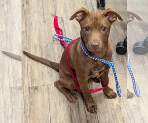 OTTO - Male Border Collie-Unknown Mix Dog for Adoption - Photo #2