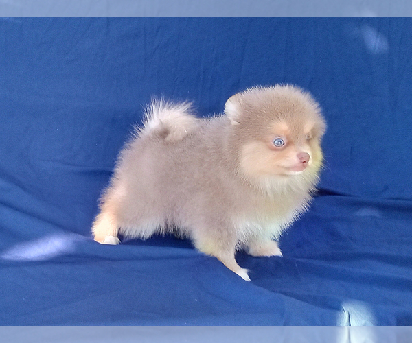 Medium Photo #4 Pomeranian Puppy For Sale in WEST PALM BEACH, FL, USA