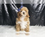 Small #1 Maltipoo