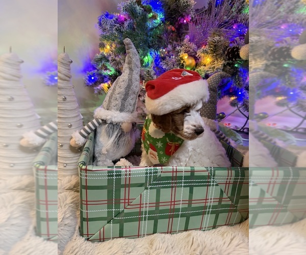 Medium Photo #4 Goldendoodle mix (+ Poodle Miniature) Puppy For Sale in BRONX, NY, USA