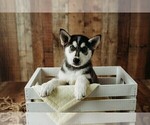 Puppy Princess Gerberian Shepsky