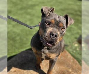 Mutt Dogs for adoption in Las Vegas, NV, USA