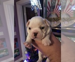 Puppy Puppy 2 Ricky Boston Terrier