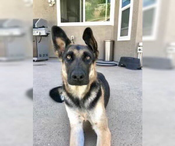 Medium Photo #1 German Shepherd Dog Puppy For Sale in Dana Point, CA, USA