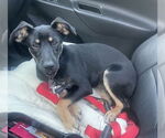 Small #8 Rat Terrier Mix
