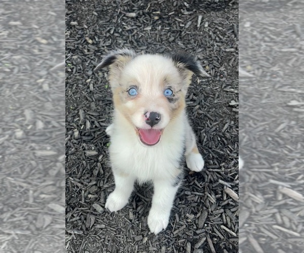 Medium Photo #4 Australian Shepherd Puppy For Sale in LODA, IL, USA