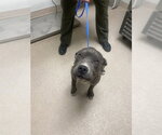 Small Mutt