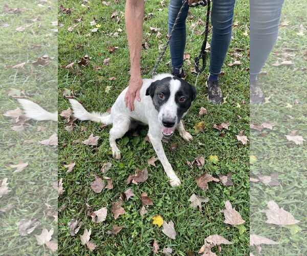 Medium Photo #1 Border Collie-Unknown Mix Puppy For Sale in Sparta, TN, USA