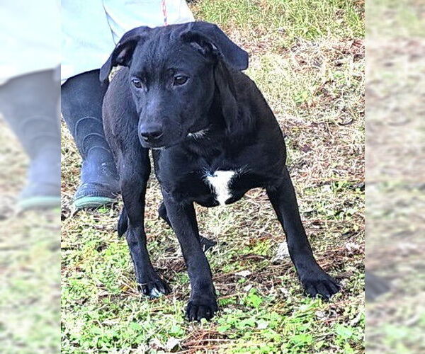 Medium Photo #2 Labrador Retriever-Unknown Mix Puppy For Sale in Wetumpka, AL, USA