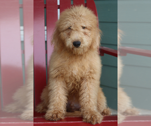 Goldendoodle (Miniature) Puppy for sale in ITASCA, TX, USA